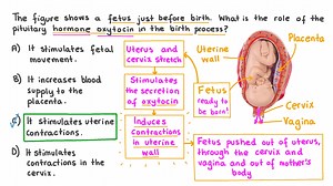 Recalling the Role of Oxytocin in Child Birth