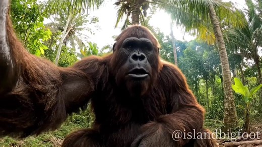 Bigfoot's Regret: A Tok Pisin Comedy Tale