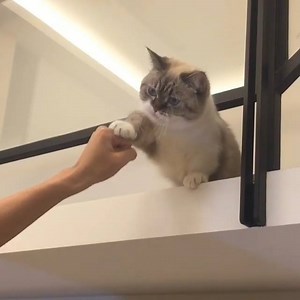 The ultimate handshake! | Purrtacular