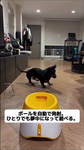 忙しい日でも、 愛犬は思いっきり遊べる✨ #犬のいる暮らし #犬のおもちゃ #ペット用品 #知育玩具 #おすすめ