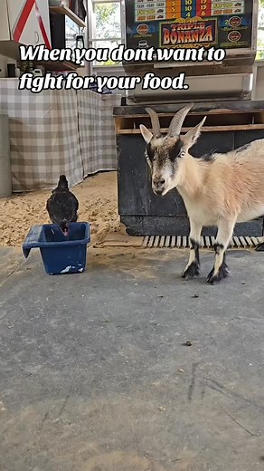 Hi there! We’re Goats on the Bayou Farm LLC, a small business focused on mental wellness, relaxation, and animal-assisted therapy. We host Goat Yoga and Goat Happy Hour, where guests can unwind, meet our animals, and soak up some peace on the bayou. We also offer two cozy goat-themed overnight stays on the farm for those who want to relax and recharge a little longer. We help guests make memories that last — from birthday parties and family reunions to bachelorette parties, music videos, and Bre