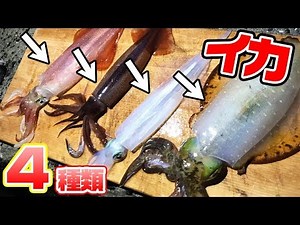 [Miracle] I caught 4 different species from the embankment! I caught a squid with a squid!