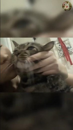 These Random Cat Moments Will Make You Laugh Hard 😂 | Funniest Cats Ever!