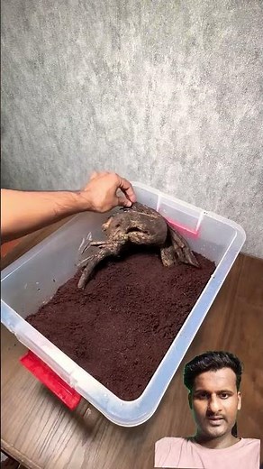 Pacman Frog 🐸 #cuteanimal #facts