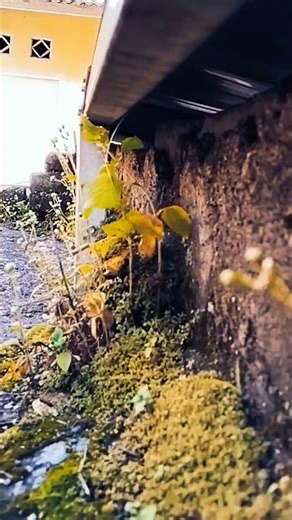 FREE STOCK VIDEOS NO COPYRIGHT ( FREE DOWNLOAD)