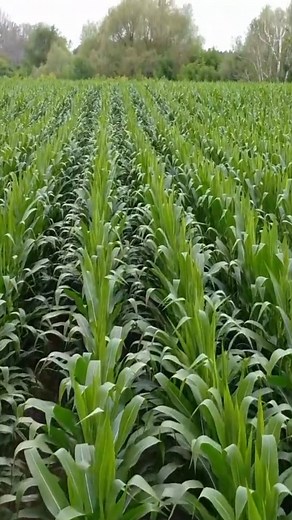 Here's what we can do to become the first sustainable generation: #HannahRitchie #Sustainability #ClimateChange | TED