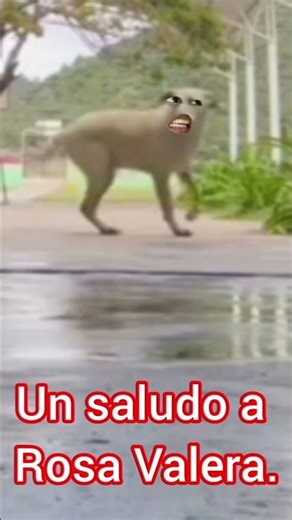 pirulai de travieso🤣🤣.