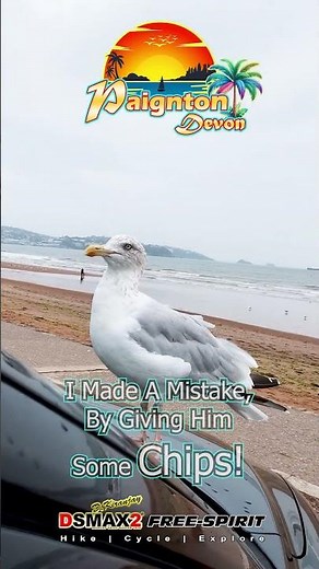 Seagulls of Paignton, Devon The Ultimate English Riviera Holiday Resort #devon #paignton