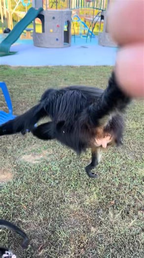 When I tell you that the kangaroo wasn’t hopping nicely this is what I mean, except I was going one direction and the kangaroo was going the opposite direction 🤣 | Our Life Adventures