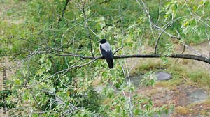 The crow sits on a branch. A beautiful gray crow on a dry branch against the background of trees with green leaves. A bird with a large beak turns its head and cleans its feathers in natural nature