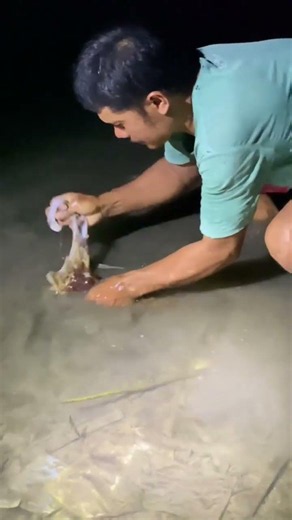 Giant Cuttlefish Found at Night! Incredible Sea Creature Discovery 🦑🌊