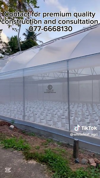 Growing Capsicums: Essential Tips for Success