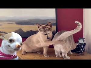 Fails so bad you don’t know whether to laugh or cry Part 2 - Funniest Videos Animals Part 2