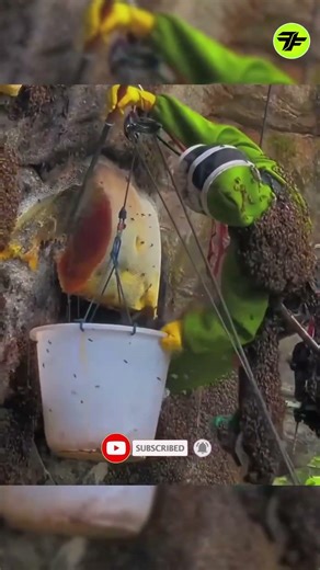 Honey bee truth 🫨 you can`t believe #facts #dastan #shortvideo