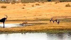 2M views · 413 shares | Perros salvajes pintados versus un antílope Sable. ¿Que sigue? ¡¡Sólo mira!!... | Roberto Artigas | Facebook