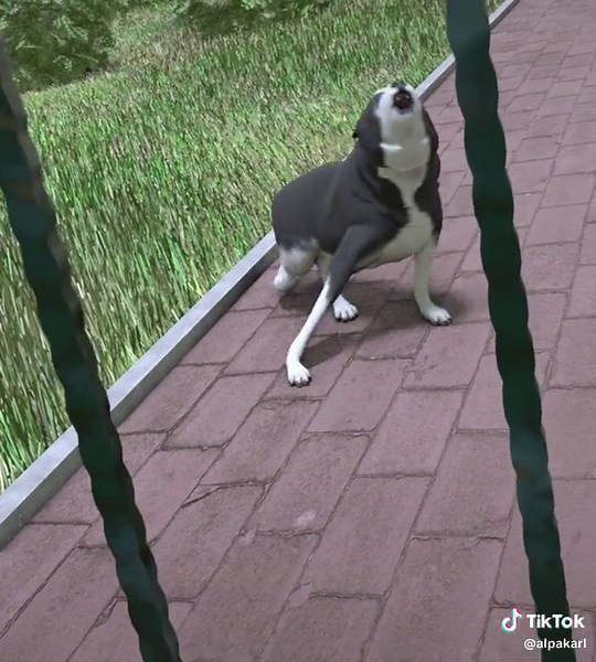 Reverse Barking Dog Meme Remake