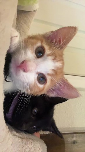 Igris the Cat: Jamming to Hip Hop Beats