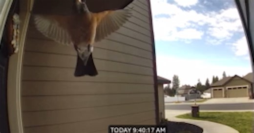 Why is a bird continuously flying into my window and what can I do about it?