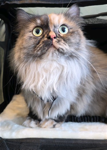 Tala a Persian mix was a Bell pepper spicy kitty 😹 Tala came in for a haircut, specifically a ''Bear Cut