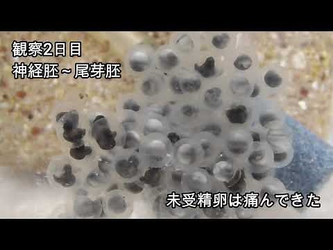 【カジカガエル】飼育下の産卵から孵化まで