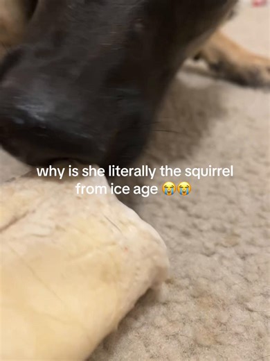 #iceage #dog #pet #funnny | Dog Funny Video