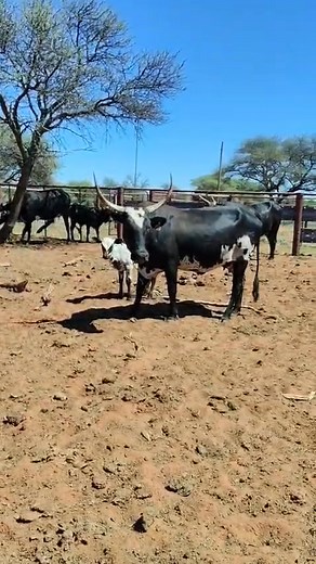 9.9K views · 175 reactions | Nguni Cattle Breeders' Society of SA on Reels | Facebook