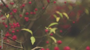 Close up of Spindle Tree branches swaying in the cold calm breeze. Colorful red flowers bloom in the Autumn / Fall in the United Kingdom woodlands