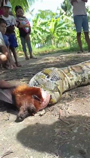PYTHON EATING GIANT BAT IN THE PHILIPPINES