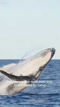 The humpback whale.