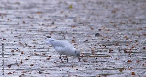 Seagull bird catches worm wet mud autumn leaves slow motion