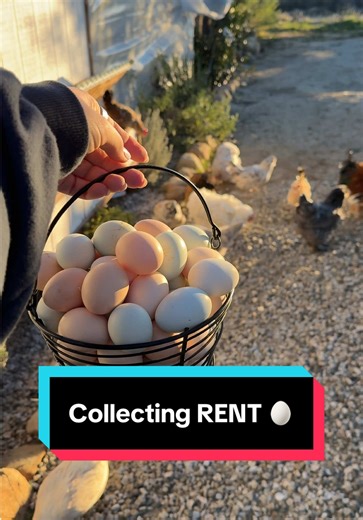 Collecting Rent from Chickens: 74 Eggs in 3 Days!