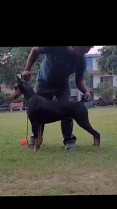 9.7K views · 138 reactions | Doberman female #doberman | 7Dogs | Facebook