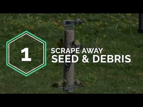 How to Clean Your Bird Feeder
