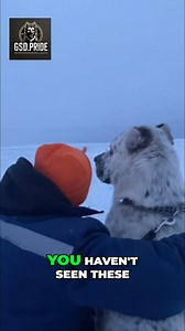 12K views · 6.3K reactions | Unseen Alabay Dogs: Central Asian...