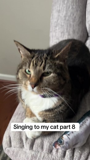 Tabby Cat Forgets Lyrics While Singing