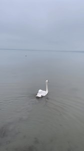 679K views · 26K reactions | Vannak, akik többször is élvezik a...