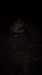 Tortellini our resident leopard tortoise is going through her egg laying portion of the year right now! This is something that lots of reptiles need to do on a regular basis, similar to chickens. These are infertile eggs, meaning there are no babies inside. We dig them up to prevent wild raccoons or other native wildlife from coming to investigate the nest 😌 #wildlife #animaleducation #tortoisesofinstagram #reptiles | The Creature Conservancy