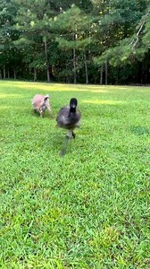 68K views · 749 reactions | Meet Jeep! He is the most outrageous Emu on the farm with his silly personality and the farm clown! | Rumble | Facebook