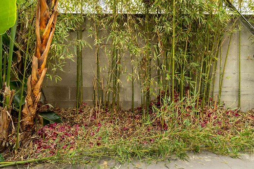 How to Get Rid of Bamboo From Your Yard