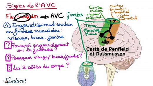 Les homonculus sensoriels et moteurs de Penfield: de quoi s'agit-il?