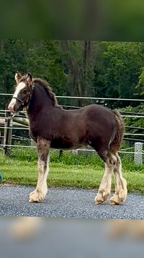 In the wee hrs of the morning we loaded up another fabulous colt. From cold and blustery PA to sunny CA! From his first breath to following me so trusting up on that trailer. It is always bittersweet to send these young ones off but so rewarding, knowing they are a dream come true for the family at the end of their ride. Knowing we gave them the absolute best start in life with carefully selected bloodlines to nutrition far before they were ever conceived to giving them the love and confidence t
