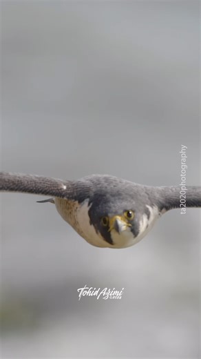15K views · 509 reactions | Peregrine Falcon (Maxine) extremely close flyby. . . . #falcon #peregrinefalcon #maxine #reelitfeelit #instagood #explore | Ta2020photography | Facebook