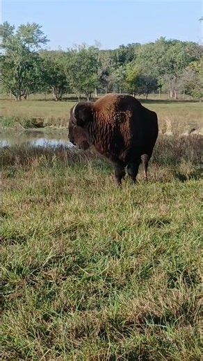 Bull Bison . #oldschoolalaska #americanbison