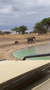 Even elephant calves can feel a kind of shyness. When a playful cub is running and slips or falls, it often jumps back up immediately and rushes to its mother’s side. This quick reaction isn’t just fear it’s instinct and emotion combined. Elephant families are tightly bonded, and a calf knows that safety, comfort, and reassurance are always with mom. In the wild, even the biggest animals begin life needing protection and confidence proof of how deep elephant family bonds truly are. . . . . . . .