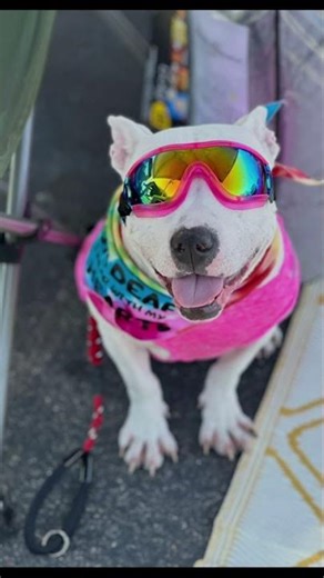 Send the Love: Far Fetched Animal Rescue