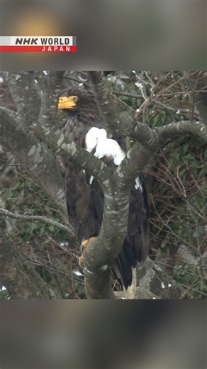 Japan's birdwatching paradise | NHK WORLD-JAPAN