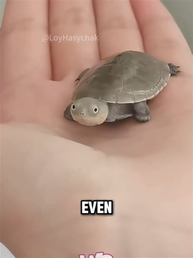 Understanding Turtle Body Language: Secrets Revealed