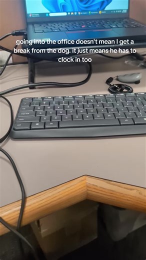 Balancing Work and Dog Companionship in the Office