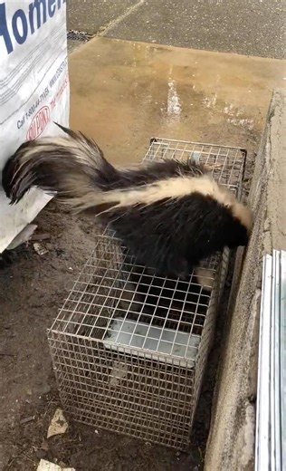 Male Skunk Goes Crazy Trying to Reach Female in Trap (Breeding Season Behavior)