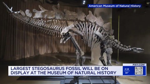 'Extraordinary' specimen to be on display at NYC museum